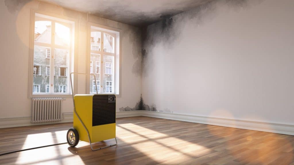 Mould Remediation