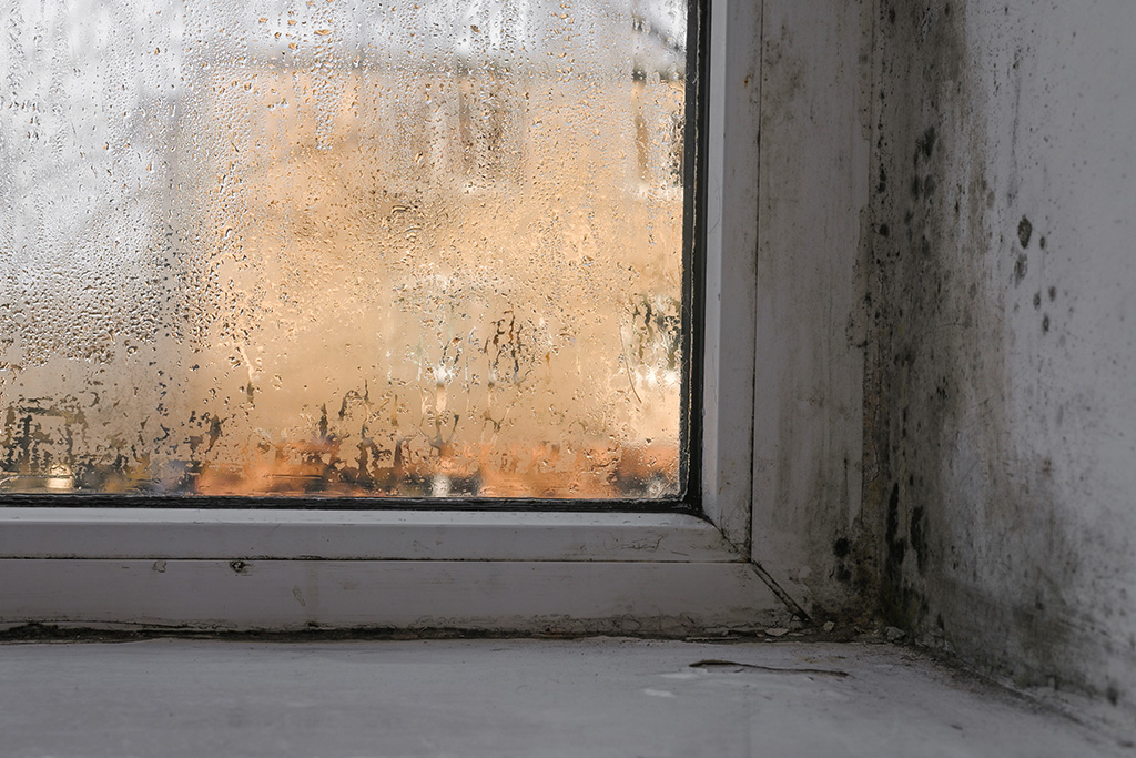 health-risks-of-untreated-water-damage-queensland-h2-01