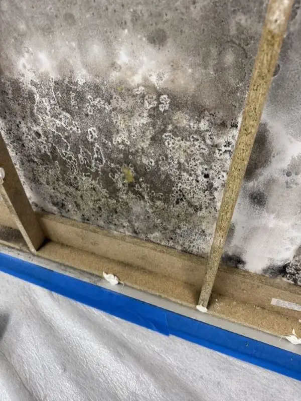 Mould remediation Brisbane case study: close-up of contamination on wall